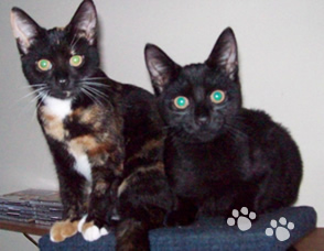 Spoilt Rotten Kitties - Pet Sitting Service Worthing