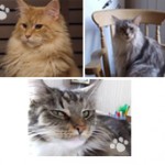 Aslan, Maxi and Kitty