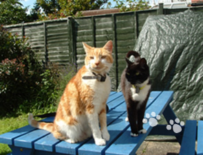 Prices for Cat care in Worthing